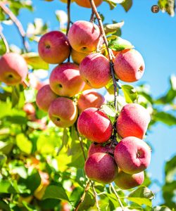 The Power of an Apple: Why One a Day Keeps the Doctor Away