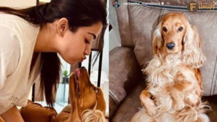 Rashmika Mandanna Remembers Her Beloved Pet Maxi